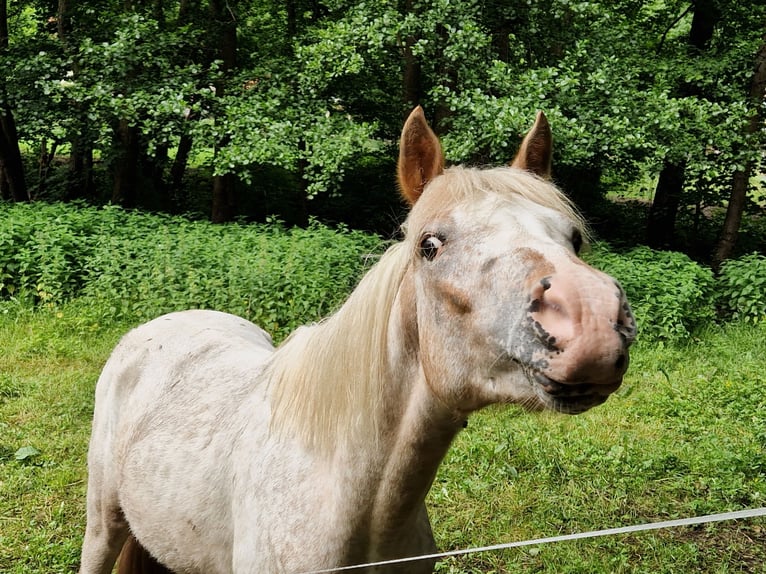 Deutsches Reitpony Mix Hengst 2 Jahre 140 cm Tigerschecke in Freden (Leine)