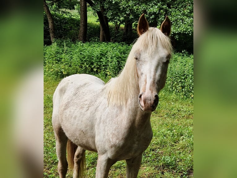 Deutsches Reitpony Mix Hengst 2 Jahre 140 cm Tigerschecke in Freden (Leine)