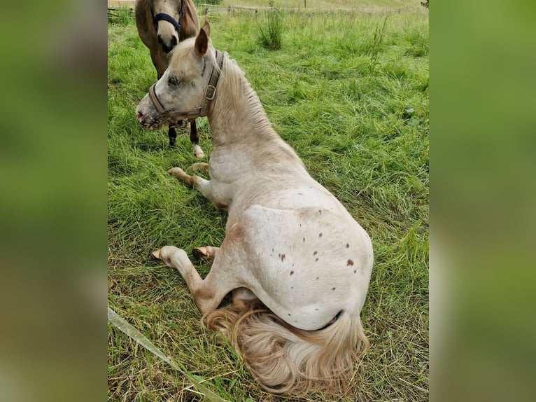 Deutsches Reitpony Mix Hengst 2 Jahre 140 cm Tigerschecke in Freden (Leine)