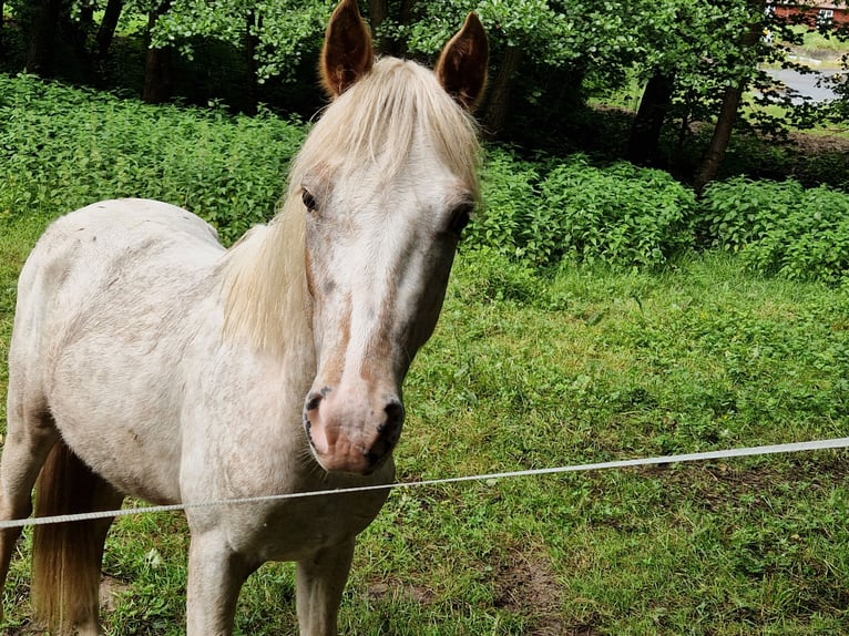 Deutsches Reitpony Mix Hengst 2 Jahre 140 cm Tigerschecke in Freden (Leine)