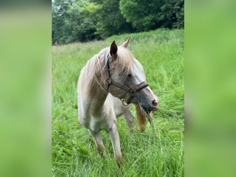 Deutsches Reitpony Mix Hengst 2 Jahre 140 cm Tigerschecke in Freden (Leine)