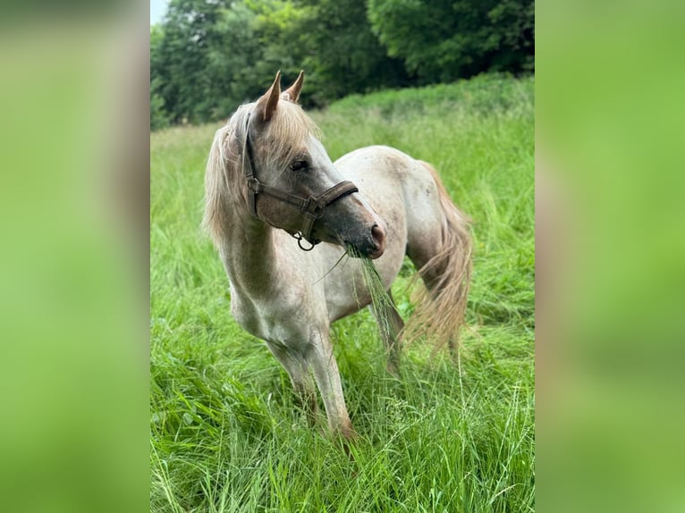 Deutsches Reitpony Mix Hengst 2 Jahre 140 cm Tigerschecke in Freden (Leine)