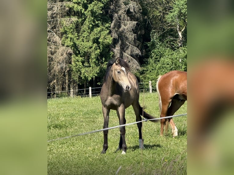 Deutsches Reitpony Hengst 2 Jahre 141 cm Buckskin in Much