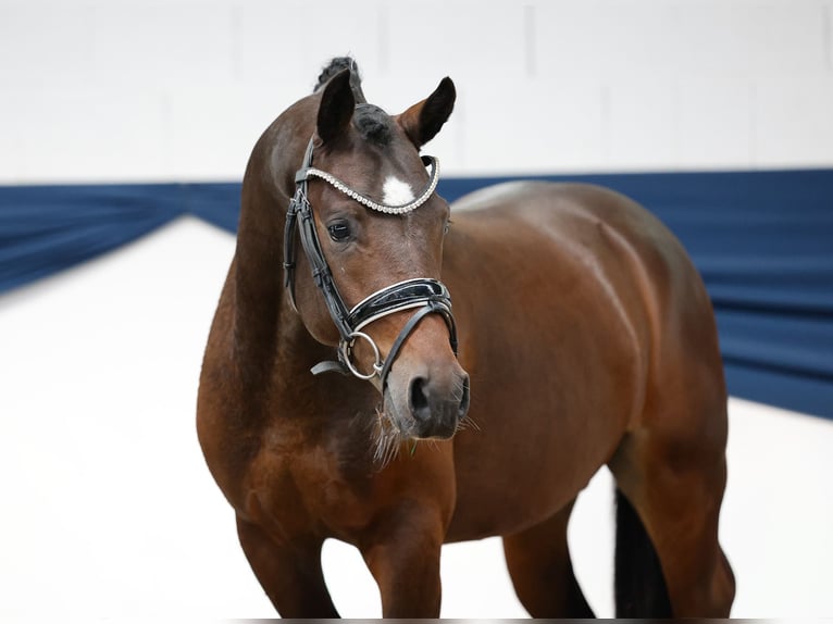 Deutsches Reitpony Hengst 2 Jahre 142 cm Dunkelbrauner in Marsberg