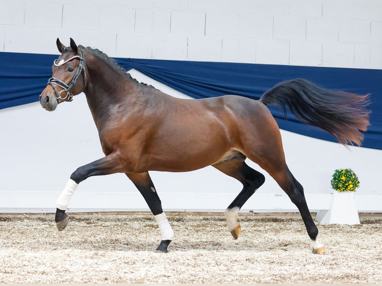 Deutsches Reitpony Hengst 2 Jahre 142 cm Dunkelbrauner in Marsberg