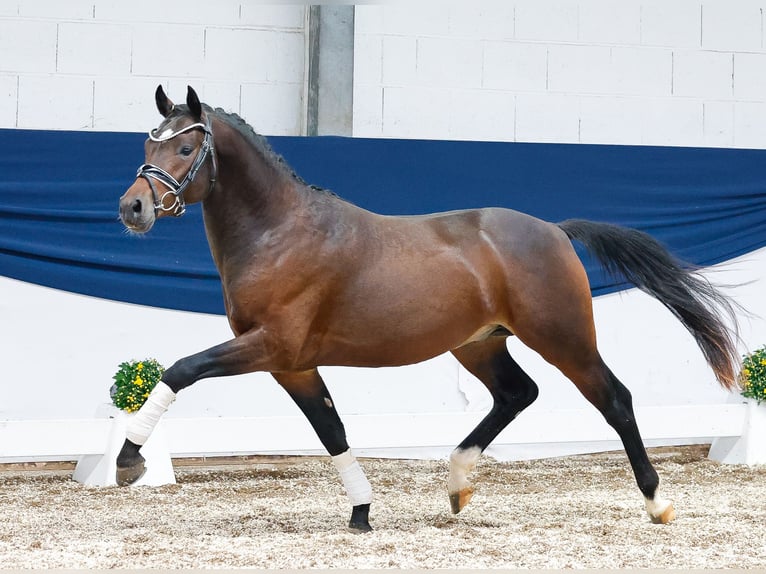 Deutsches Reitpony Hengst 2 Jahre 142 cm Dunkelbrauner in Marsberg