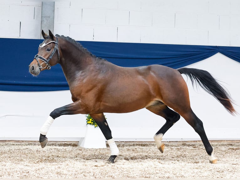 Deutsches Reitpony Hengst 2 Jahre 142 cm Dunkelbrauner in Marsberg