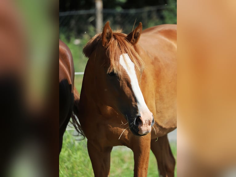 Deutsches Reitpony Hengst 2 Jahre 142 cm Fuchs in Neuenkirchen-Vörden