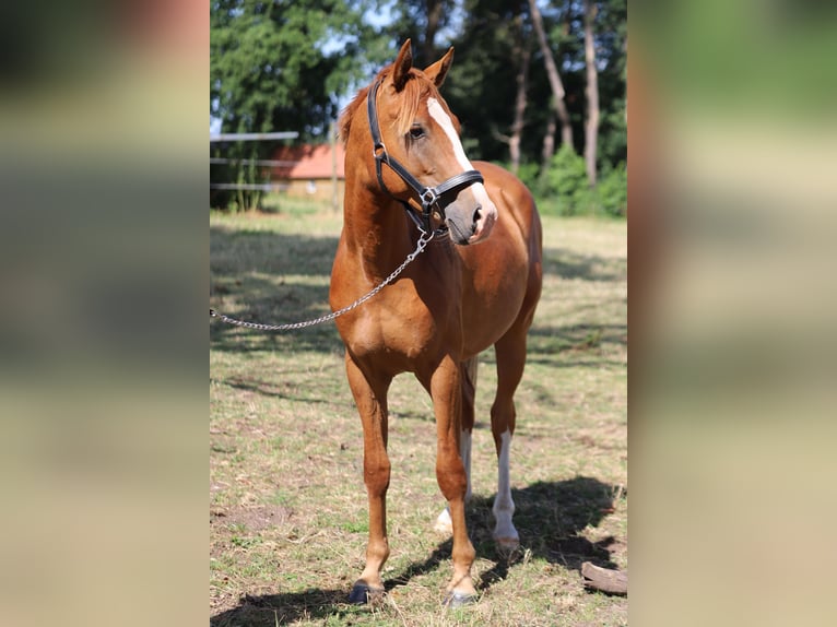 Deutsches Reitpony Hengst 2 Jahre 142 cm Fuchs in Neuenkirchen-Vörden