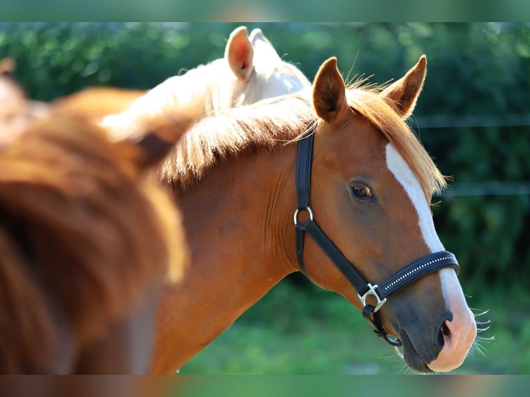 Deutsches Reitpony Hengst 2 Jahre 142 cm Fuchs in Neuenkirchen-Vörden