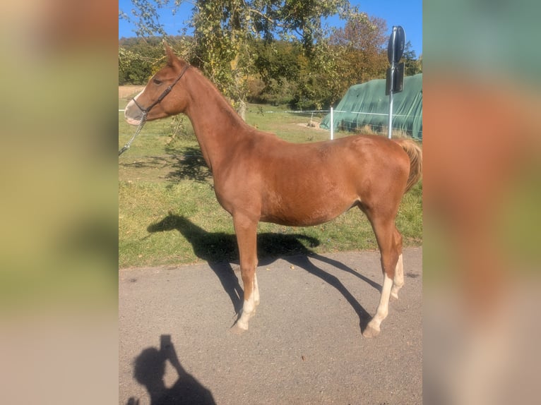 Deutsches Reitpony Mix Hengst 2 Jahre 142 cm Fuchs in Kirchworbis