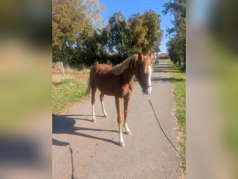 Deutsches Reitpony Mix Hengst 2 Jahre 142 cm Fuchs in Kirchworbis