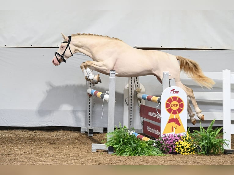 Deutsches Reitpony Hengst 2 Jahre 142 cm Perlino in Gomadingen