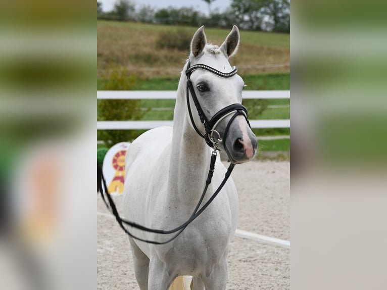 Deutsches Reitpony Hengst 2 Jahre 142 cm Schimmel in Gomadingen