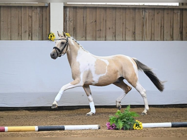 Deutsches Reitpony Hengst 2 Jahre 142 cm Tobiano-alle-Farben in Rudersberg