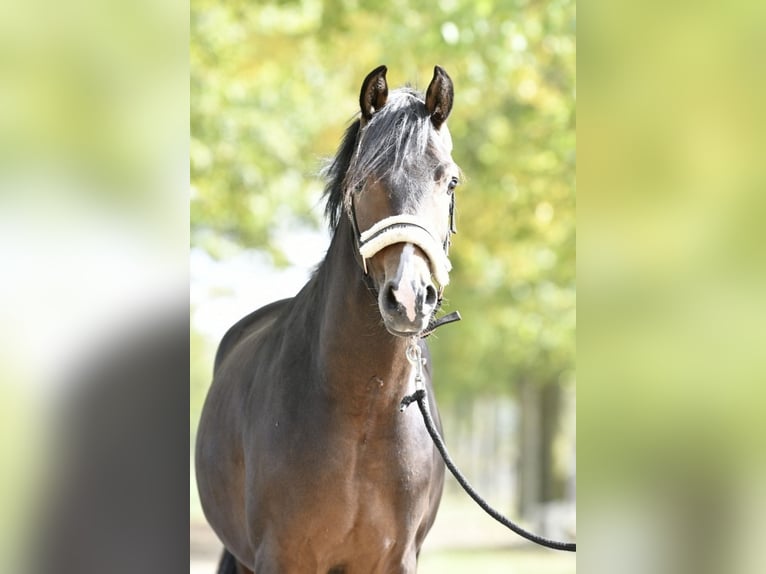 Deutsches Reitpony Hengst 2 Jahre 143 cm Dunkelbrauner in Pulheim