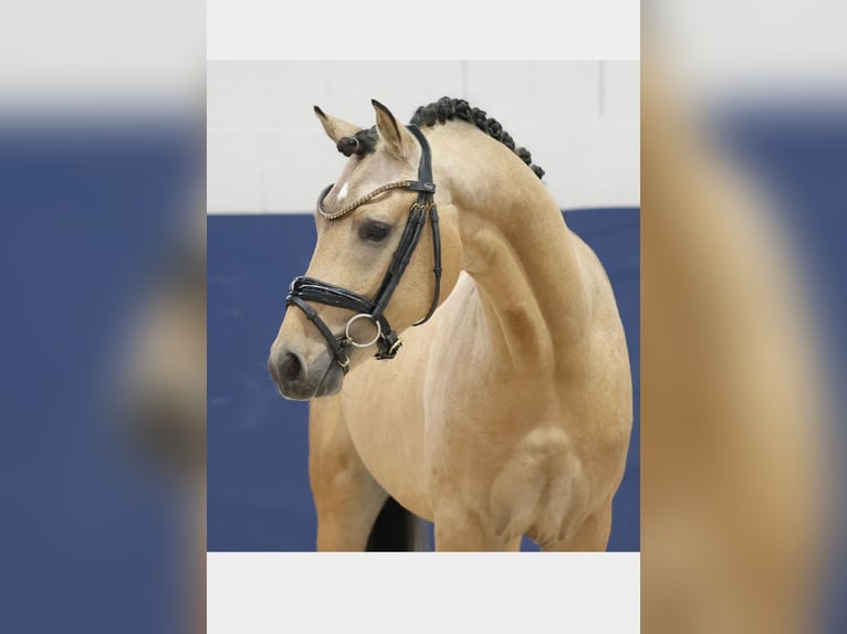Deutsches Reitpony Hengst 2 Jahre 143 cm Falbe in Welver