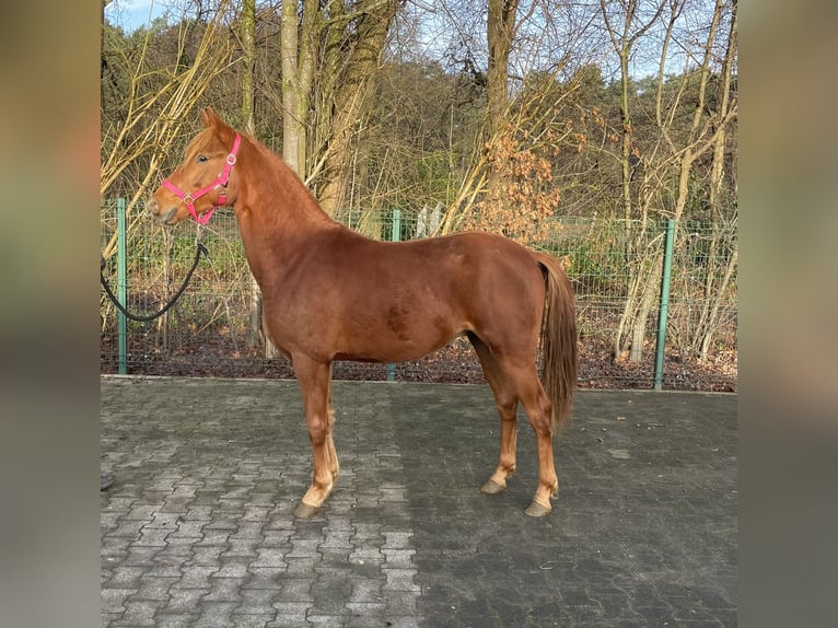 Deutsches Reitpony Hengst 2 Jahre 143 cm Fuchs in Verl