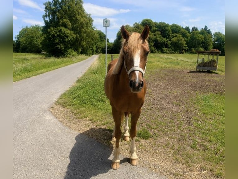 Deutsches Reitpony Hengst 2 Jahre 143 cm Fuchs in Dierdorf