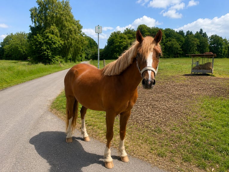 Deutsches Reitpony Hengst 2 Jahre 143 cm Fuchs in Dierdorf