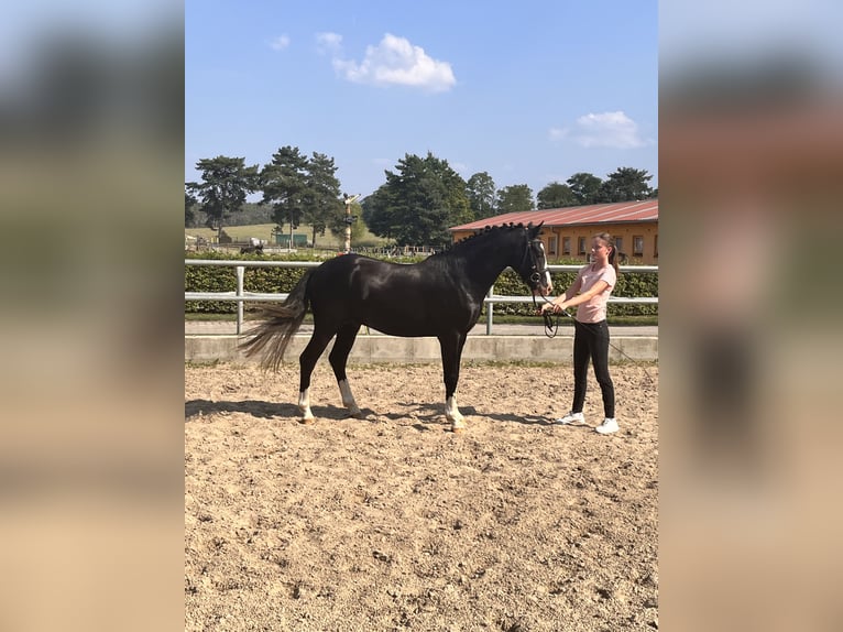 Deutsches Reitpony Hengst 2 Jahre 143 cm Rappe in Kloster Lehnin