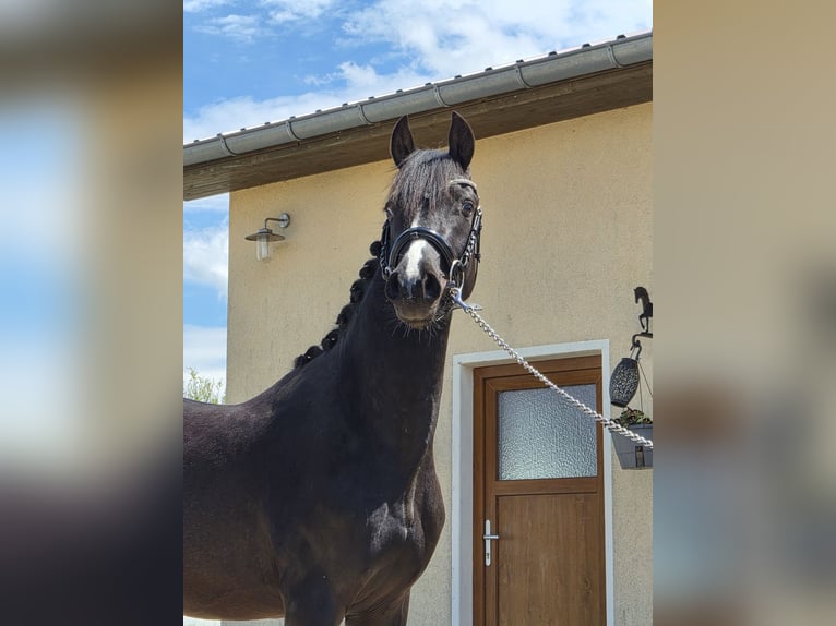 Deutsches Reitpony Hengst 2 Jahre 143 cm Rappe in Gelenau/Erzgebirge