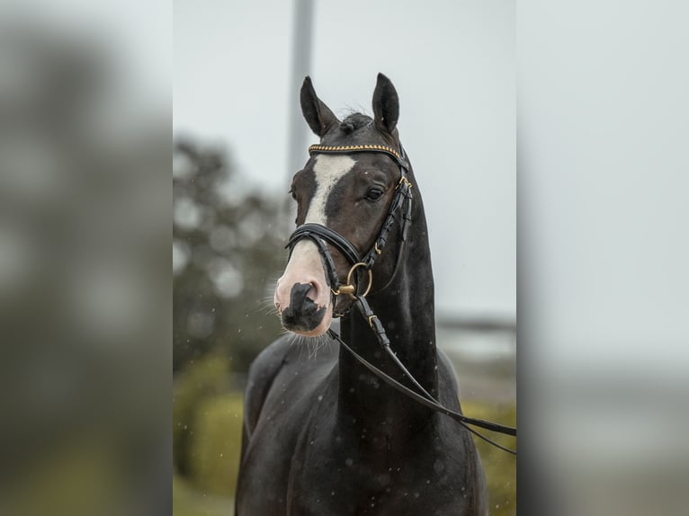 Deutsches Reitpony Hengst 2 Jahre 143 cm Schwarzbrauner in Gomadingen