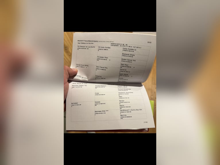 Deutsches Reitpony Hengst 2 Jahre 144 cm Brauner in Fischbachau