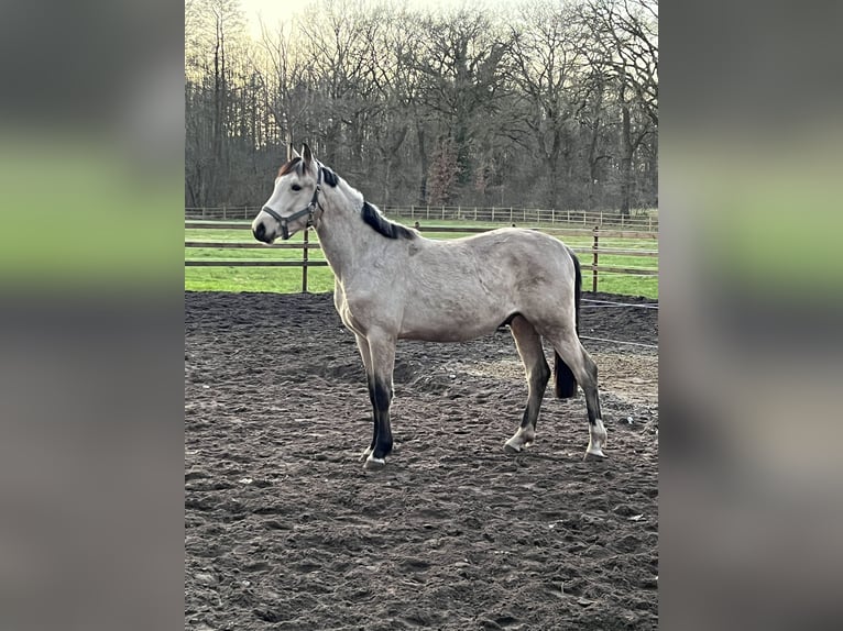 Deutsches Reitpony Hengst 2 Jahre 144 cm Buckskin in Friesoythe