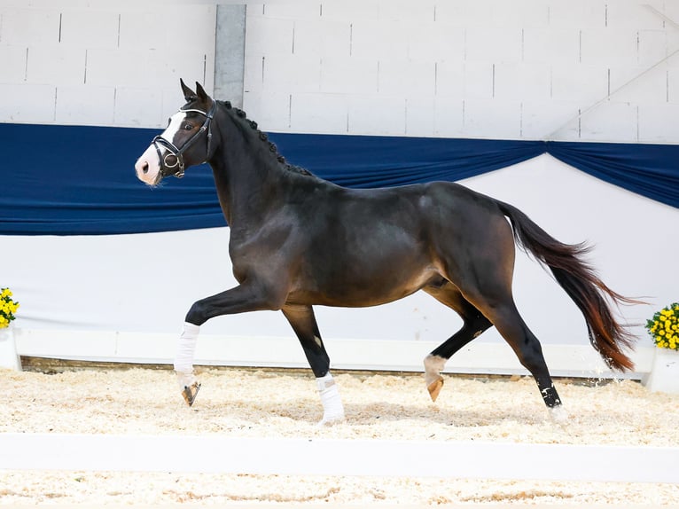 Deutsches Reitpony Hengst 2 Jahre 144 cm Dunkelbrauner in Marsberg