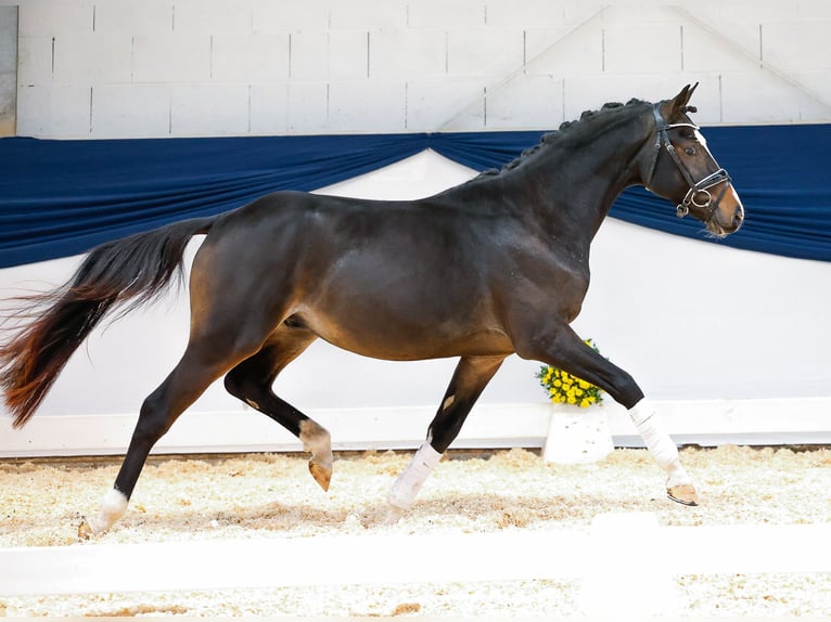 Deutsches Reitpony Hengst 2 Jahre 144 cm Dunkelbrauner in Marsberg