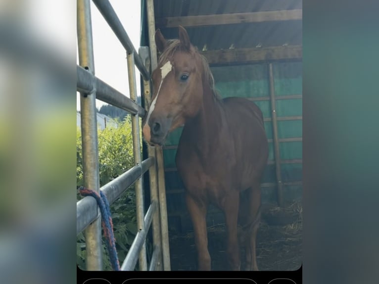 Deutsches Reitpony Hengst 2 Jahre 144 cm Dunkelfuchs in Villingen-Schwenningen