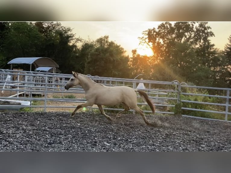 Deutsches Reitpony Hengst 2 Jahre 144 cm Falbe in St.Georgen an der Leys