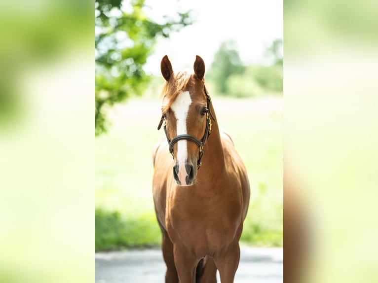 Deutsches Reitpony Hengst 2 Jahre 144 cm Fuchs in Hesel