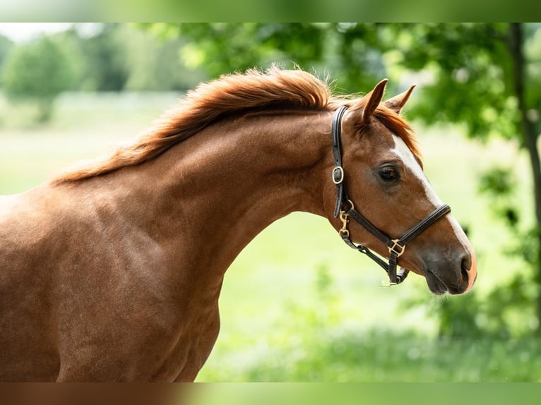 Deutsches Reitpony Hengst 2 Jahre 144 cm Fuchs in Hesel