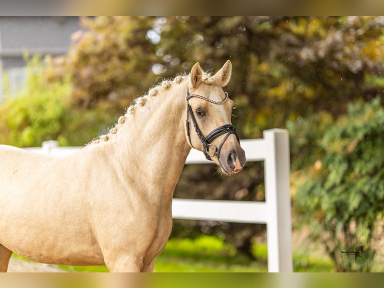 Deutsches Reitpony Hengst 2 Jahre 144 cm Palomino in Bedburg