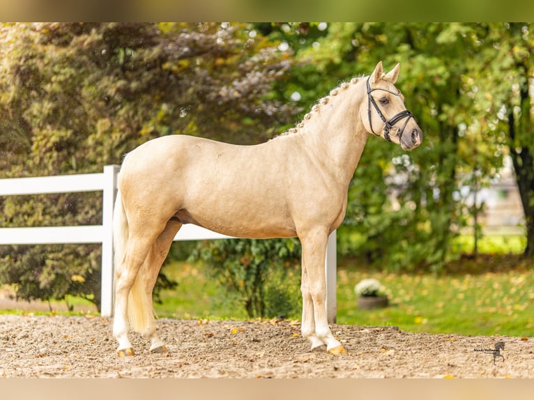 Deutsches Reitpony Hengst 2 Jahre 144 cm Palomino in Bedburg