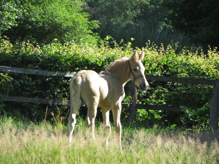 Deutsches Reitpony Hengst 2 Jahre 144 cm Palomino in Frankenberg (Eder)