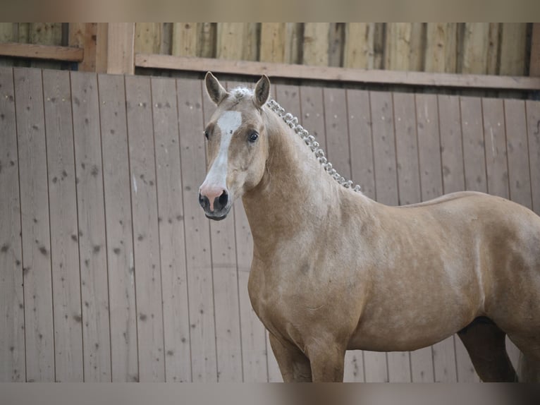 Deutsches Reitpony Hengst 2 Jahre 144 cm Palomino in Kloster Lehnin