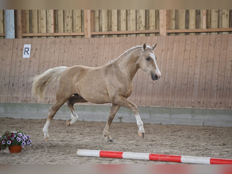 Deutsches Reitpony Hengst 2 Jahre 144 cm Palomino in Kloster Lehnin