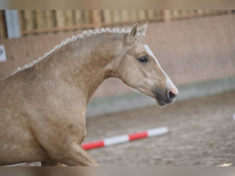 Deutsches Reitpony Hengst 2 Jahre 144 cm Palomino in Kloster Lehnin
