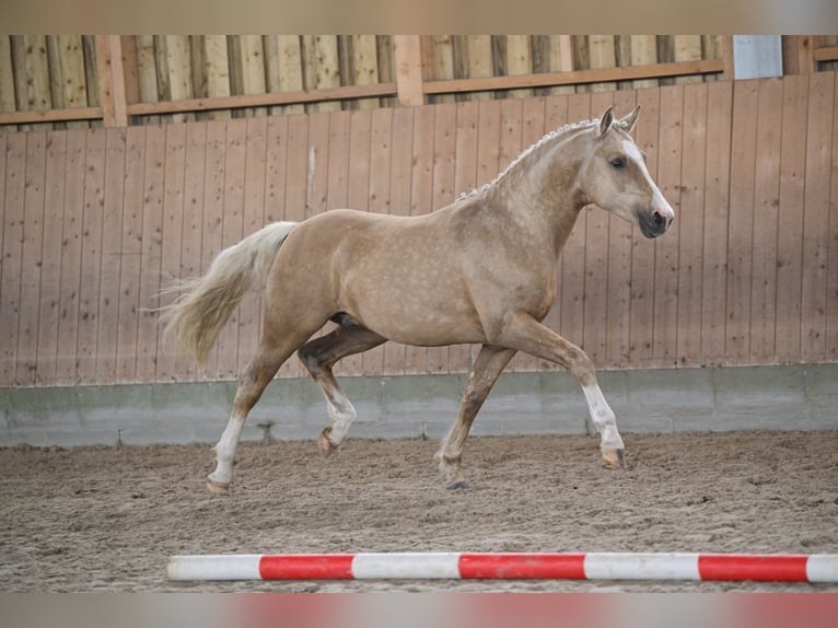 Deutsches Reitpony Hengst 2 Jahre 144 cm Palomino in Kloster Lehnin