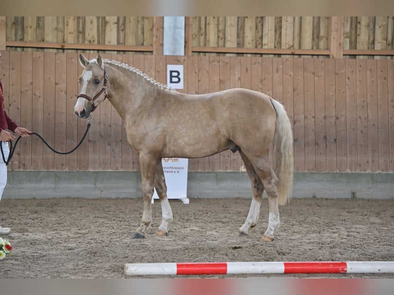 Deutsches Reitpony Hengst 2 Jahre 144 cm Palomino in Kloster Lehnin