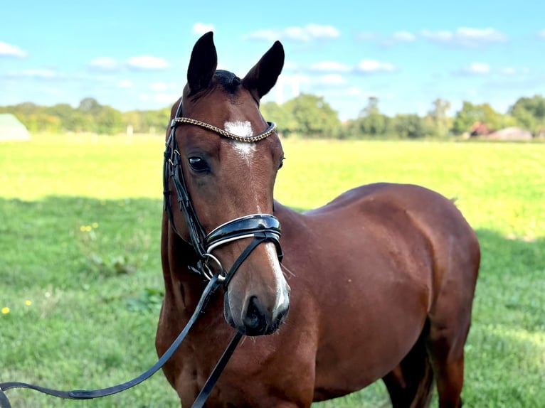 Deutsches Reitpony Hengst 2 Jahre 145 cm Brauner in Hude (Oldenburg)