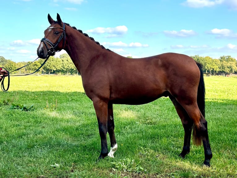 Deutsches Reitpony Hengst 2 Jahre 145 cm Brauner in Hude (Oldenburg)