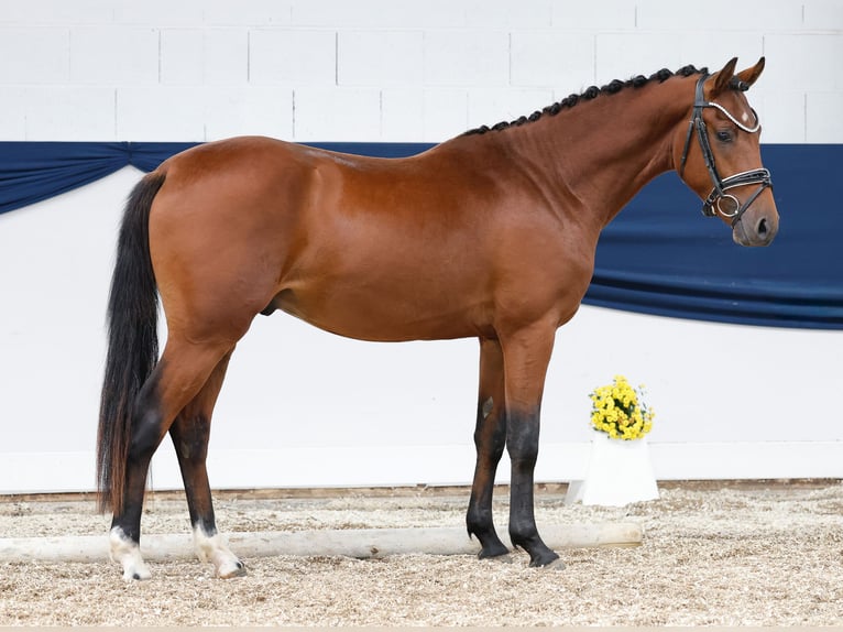Deutsches Reitpony Hengst 2 Jahre 145 cm Brauner in Marsberg