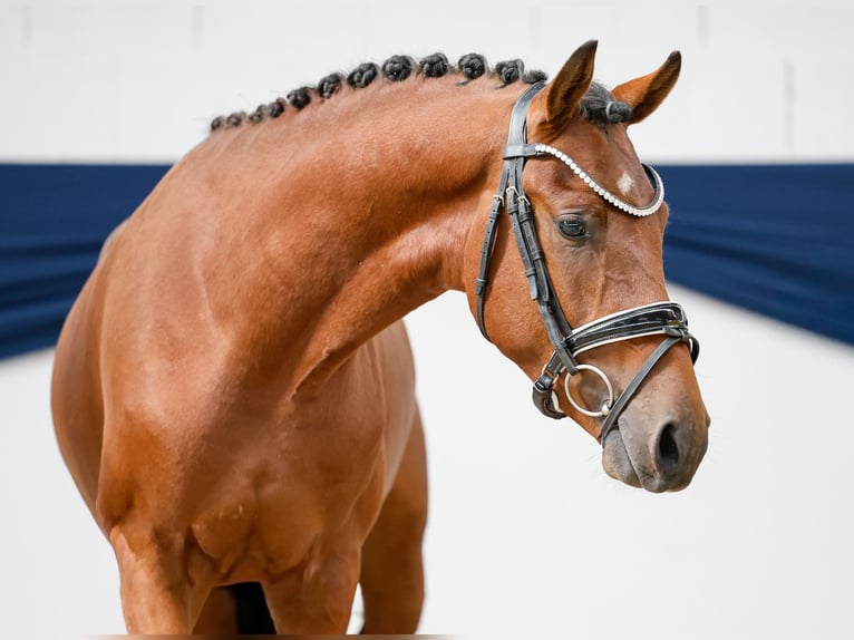 Deutsches Reitpony Hengst 2 Jahre 145 cm Brauner in Marsberg