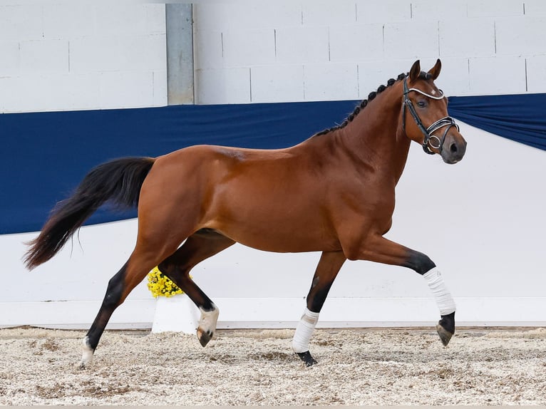 Deutsches Reitpony Hengst 2 Jahre 145 cm Brauner in Marsberg