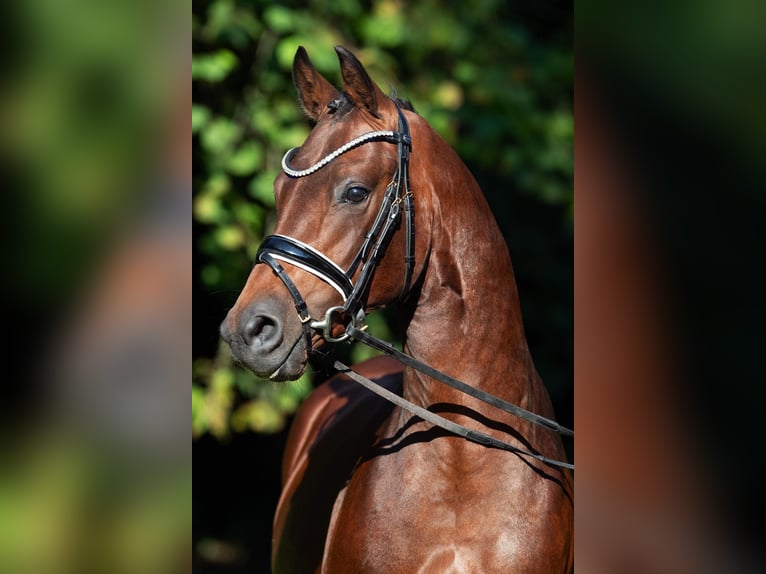 Deutsches Reitpony Hengst 2 Jahre 145 cm Brauner in Großenkneten