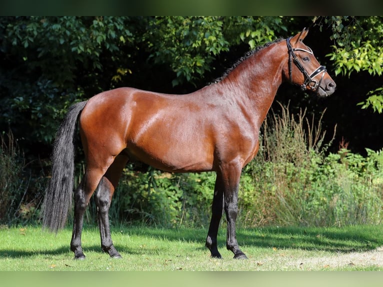 Deutsches Reitpony Hengst 2 Jahre 145 cm Brauner in Großenkneten